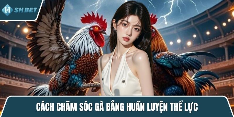 Cách chăm sóc gà bằng huấn luyện thể lực