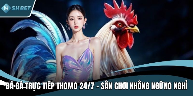 Đá gà trực tiếp Thomo 24/7