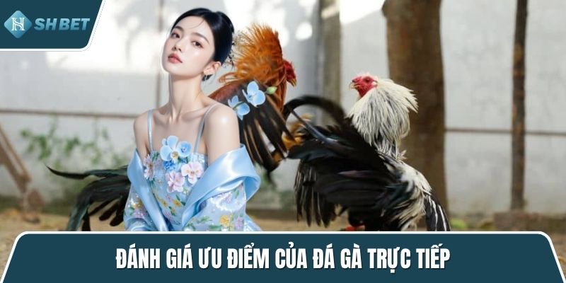 Đánh giá ưu điểm của đá gà trực tiếp
