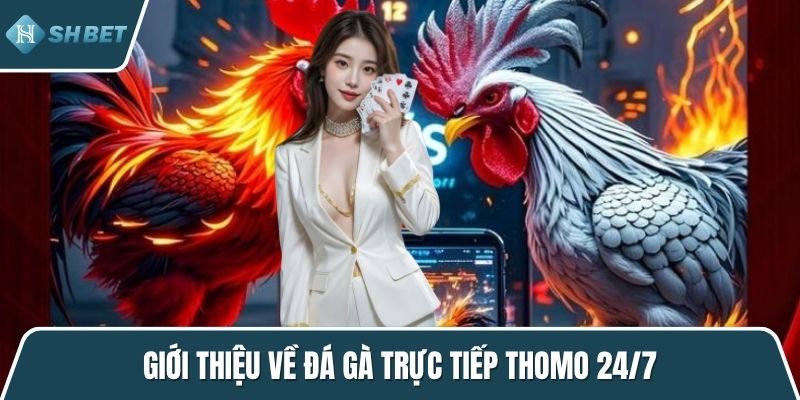 Giới thiệu về đá gà trực tiếp Thomo 24/7