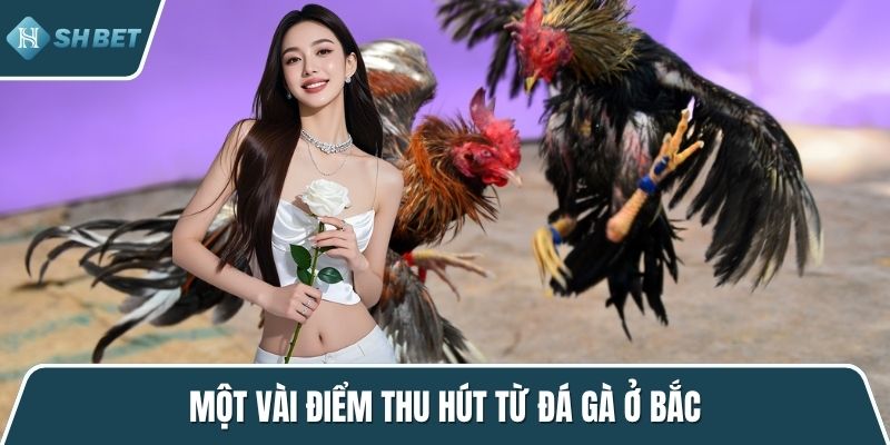 Một vài điểm thu hút từ đá gà ở Bắc