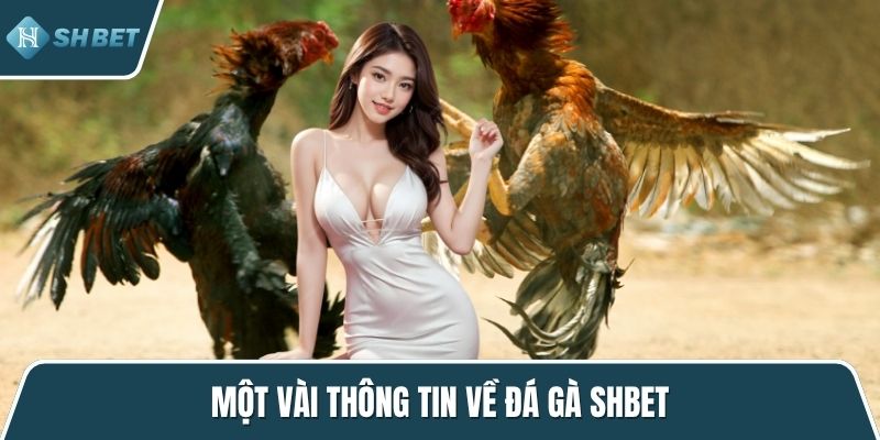 Một vài thông tin về đá gà SHBET
