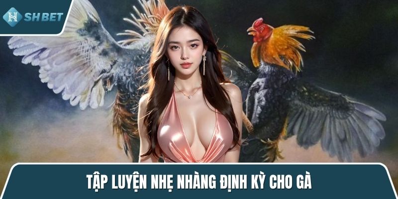 Tập luyện nhẹ nhàng định kỳ cho gà