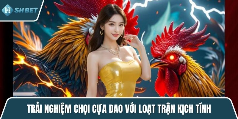 Trải nghiệm chọi cựa dao với loạt trận kịch tính